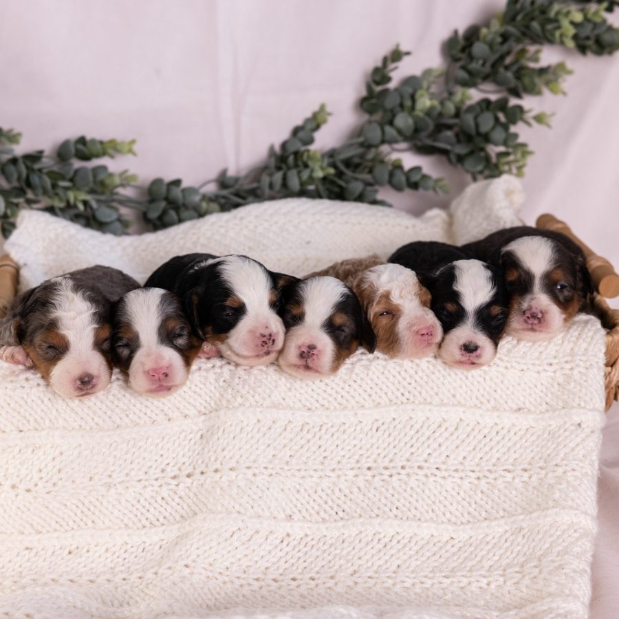 micro bernedoodle litter