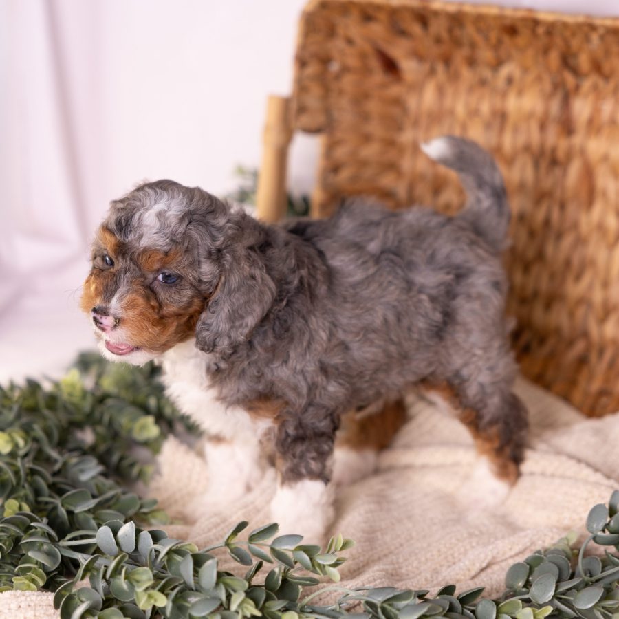 micro bernedoodle merle