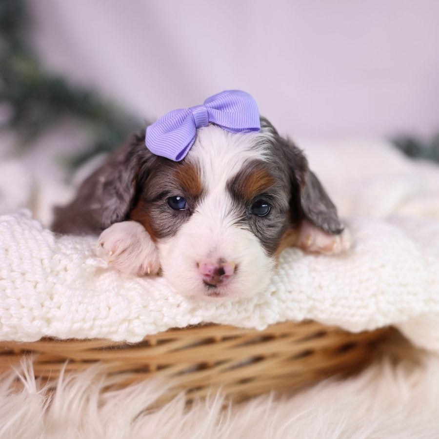 micro bernedoodle merle