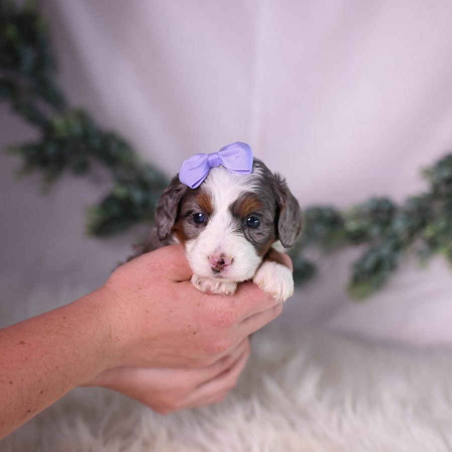 micro bernedoodle merle breeder