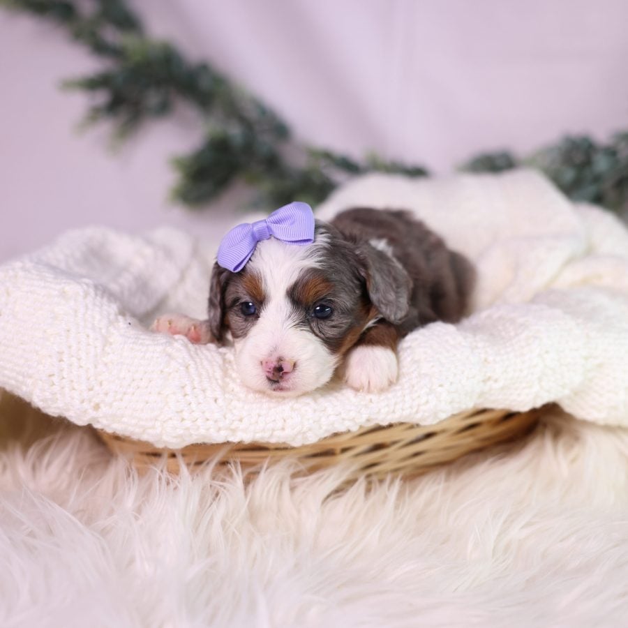 micro bernedoodle merle puppies