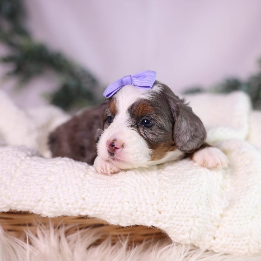 micro bernedoodle merle puppies for sale