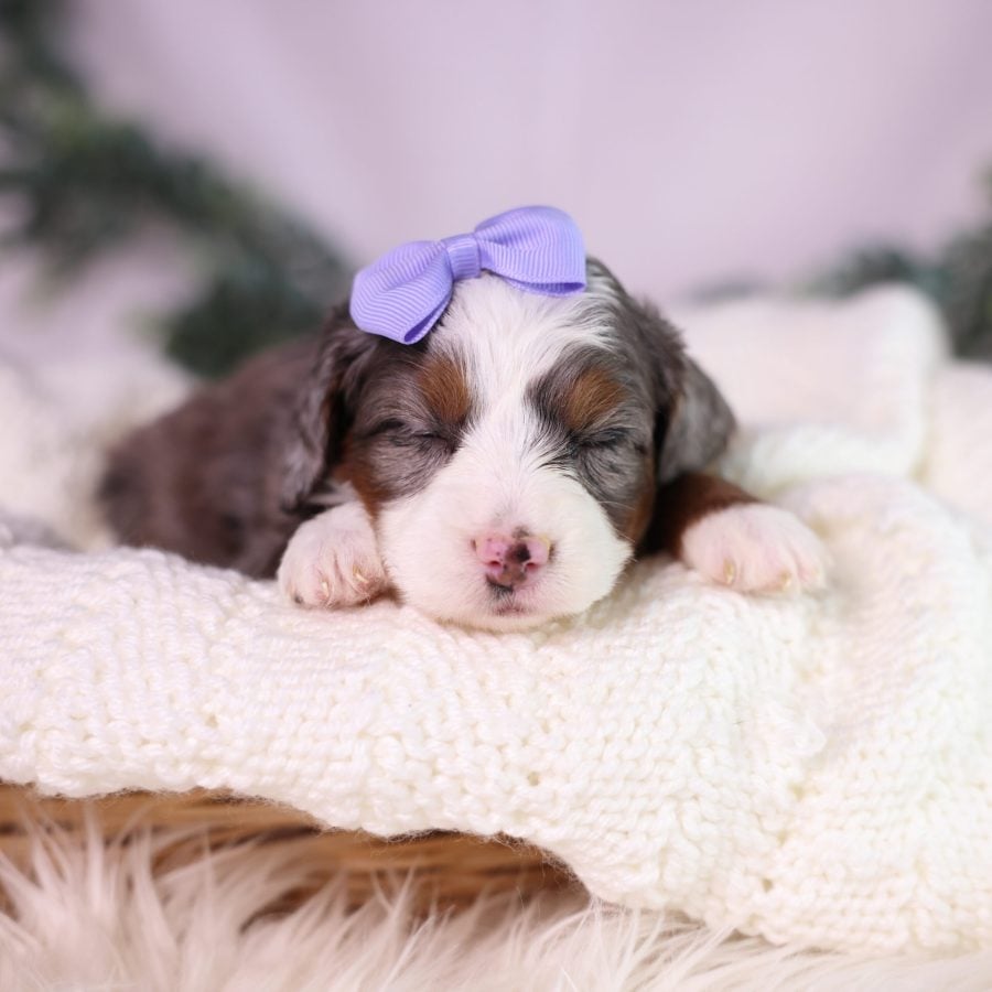 micro bernedoodle merle puppies for sale pa