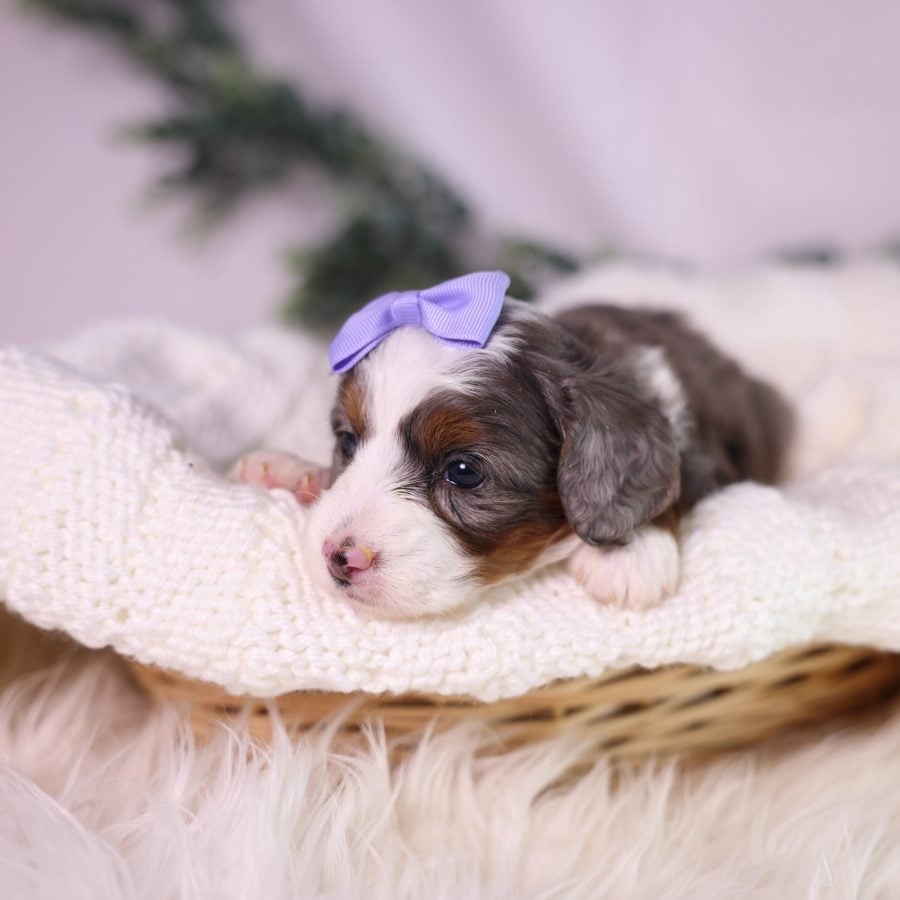 micro bernedoodle merle puppy