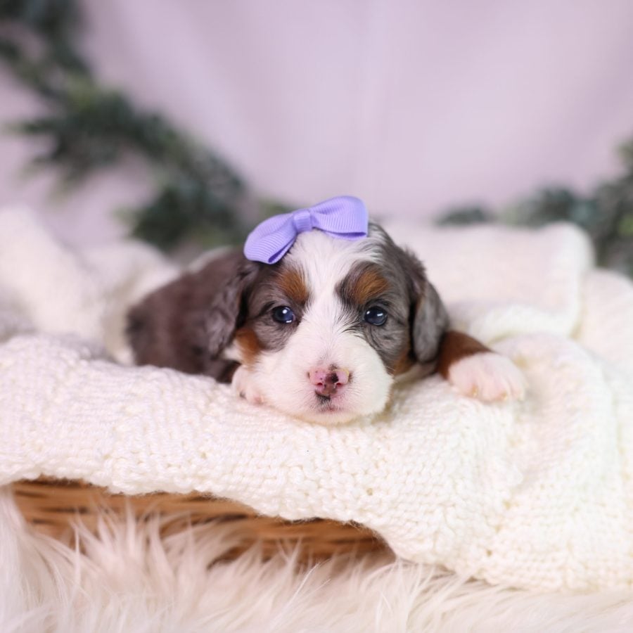 micro bernedoodle merle puppy for sale
