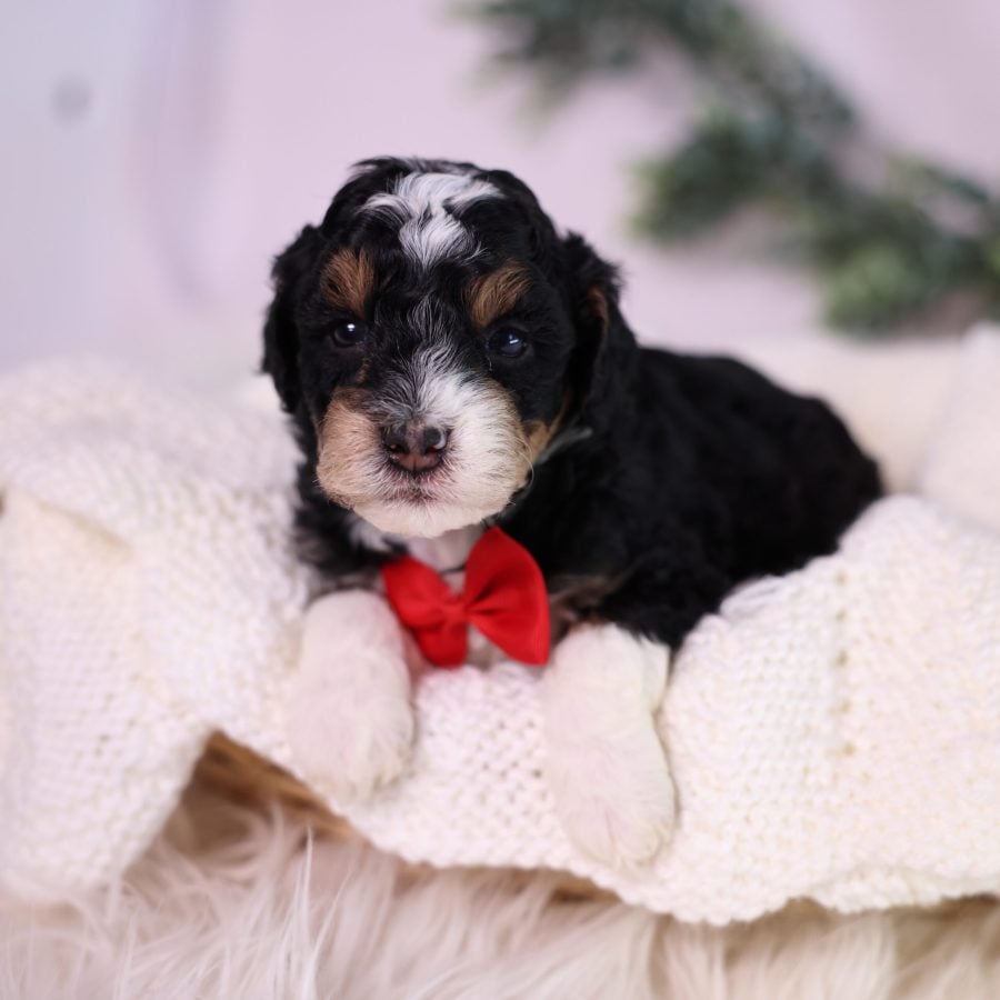 micro bernedoodle puppies