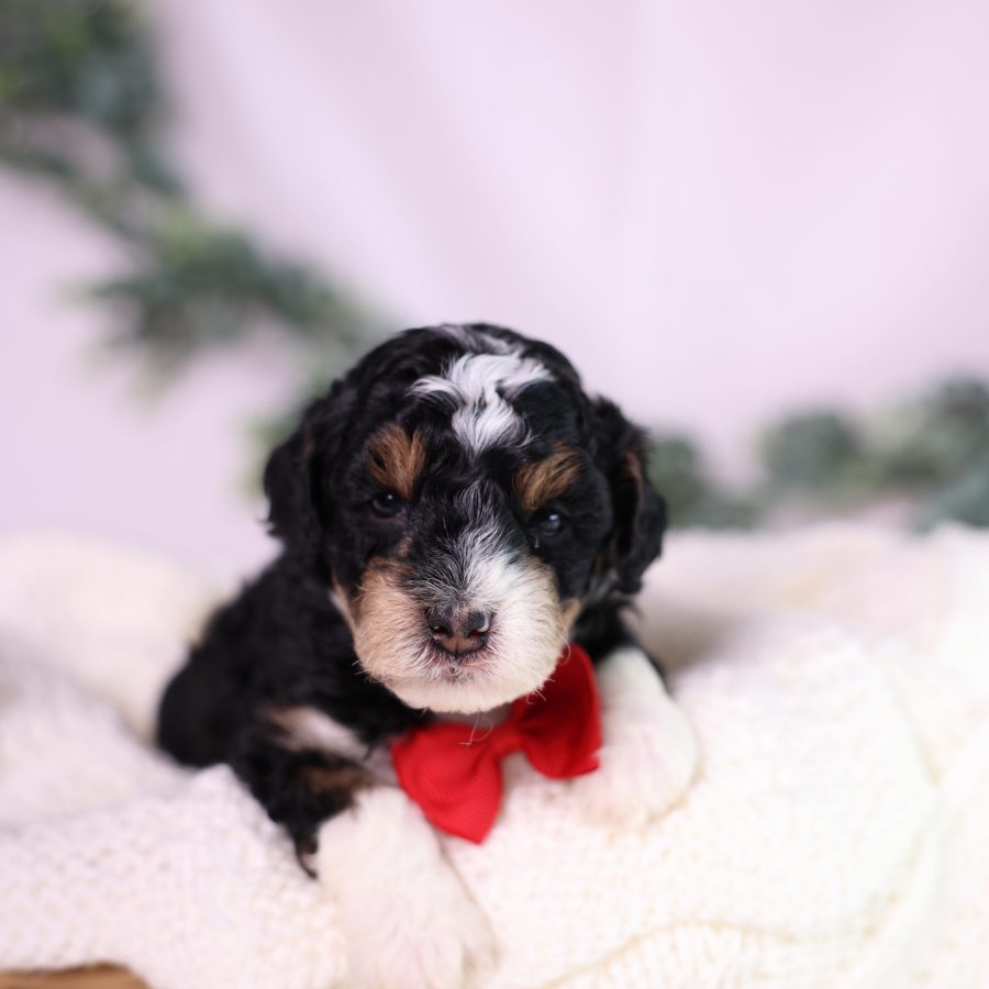 micro bernedoodle puppies breeder
