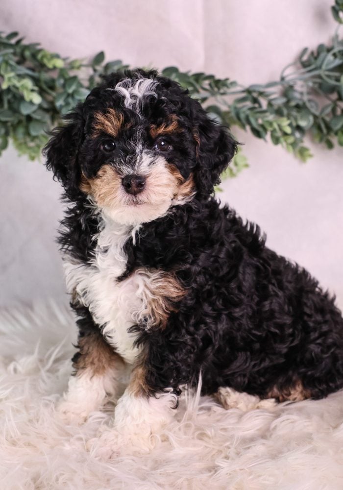 micro bernedoodle puppies for sale