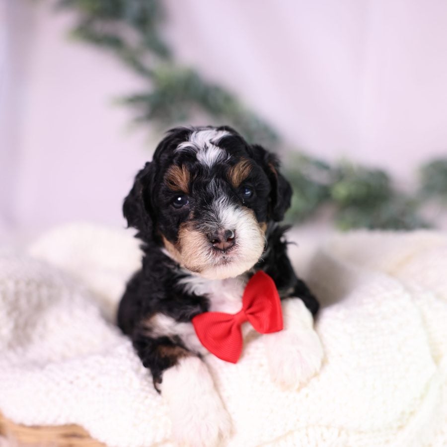 micro bernedoodle puppies for sale pa
