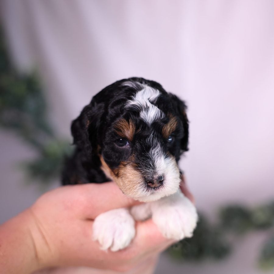 micro bernedoodle puppies for sale philly