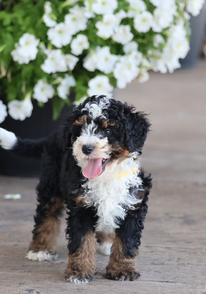 micro bernedoodle puppies for sale