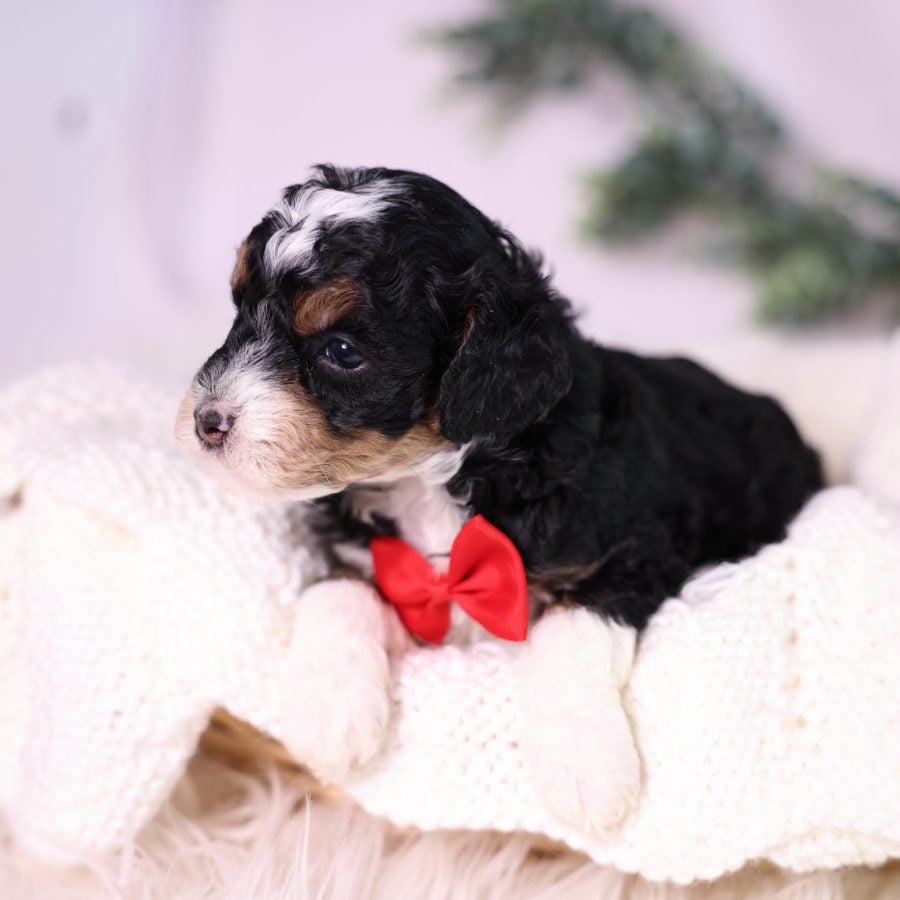 micro bernedoodle puppies sale
