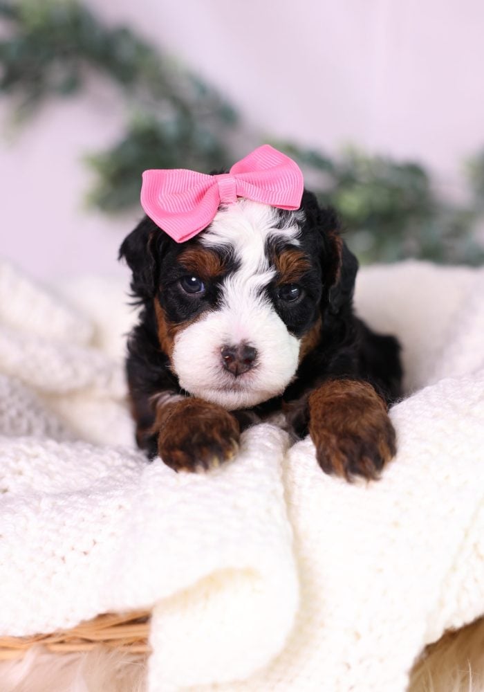 micro bernedoodle puppy