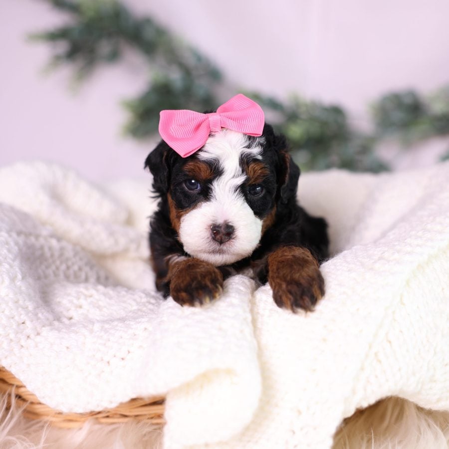 micro bernedoodle puppy