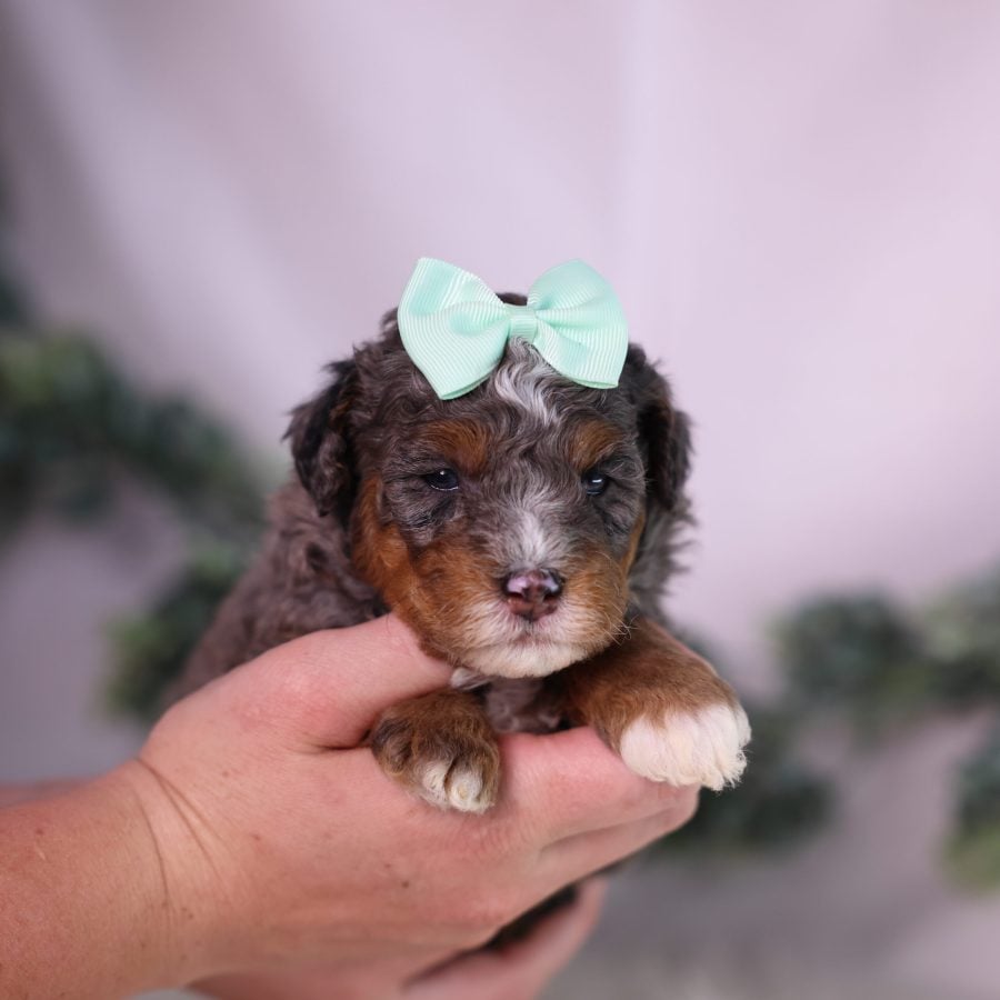 micro bernedoodle puppy