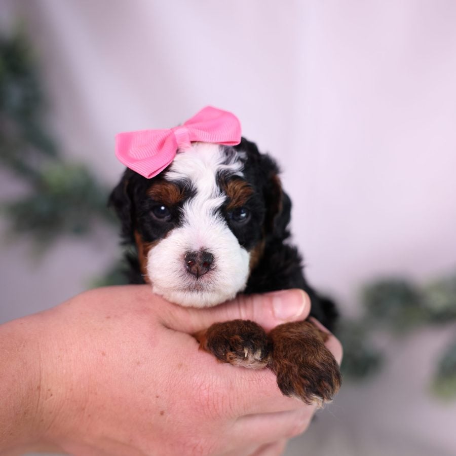 micro bernedoodle puppy for sale
