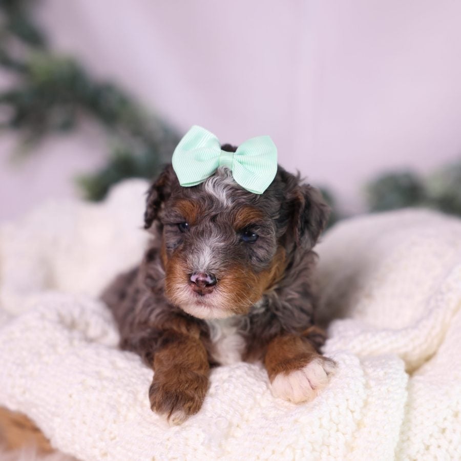 micro bernedoodle puppy for sale