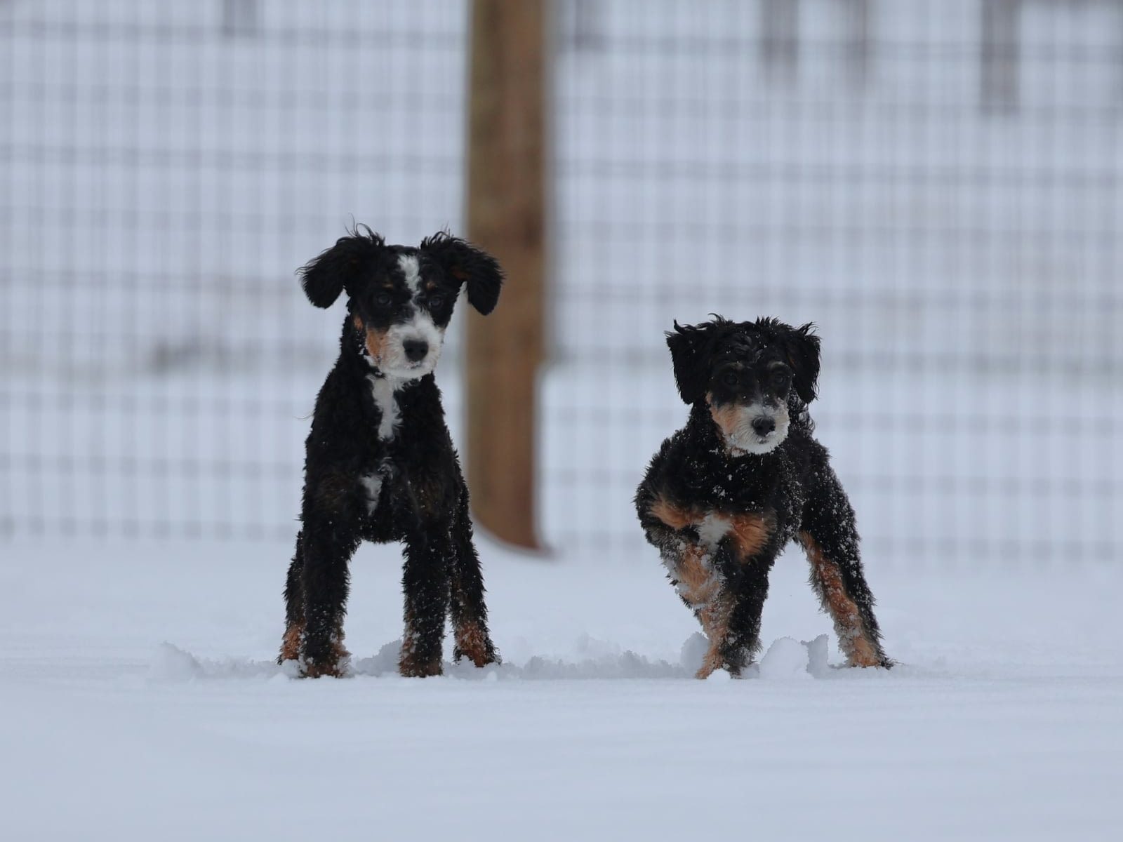 micro bernedoodle puppy for sale – Ellie