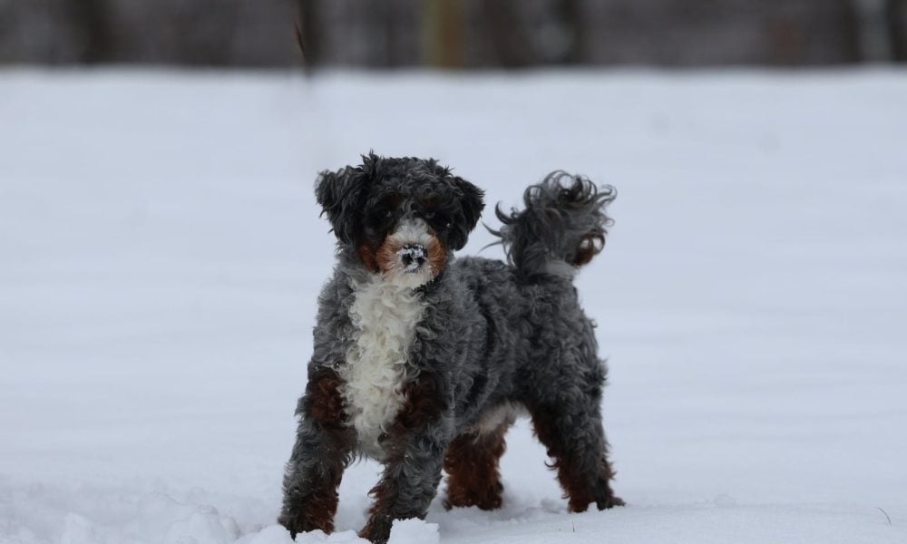 micro bernedoodle puppy for sale – Elmo