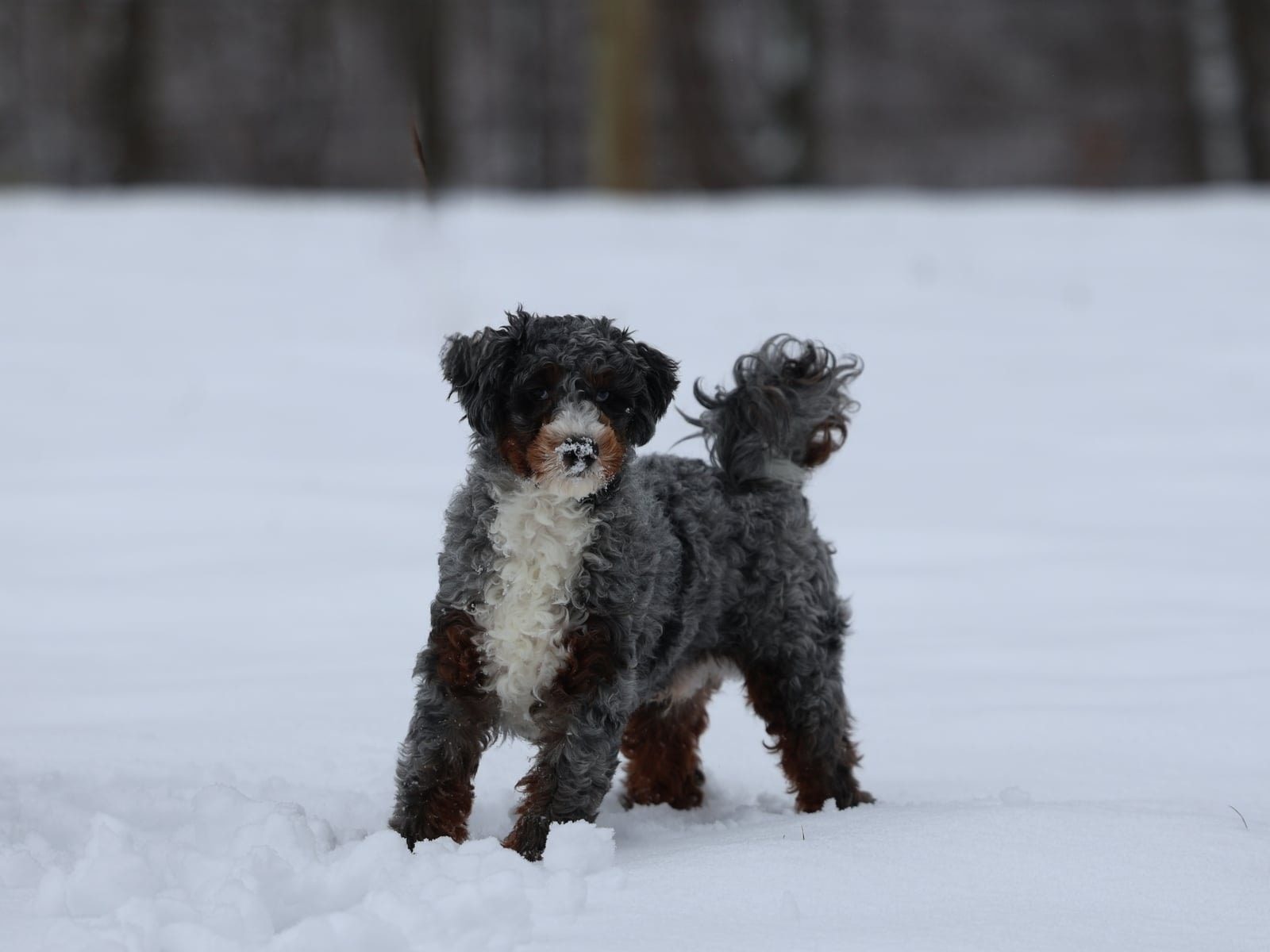 micro bernedoodle puppy for sale – Elmo