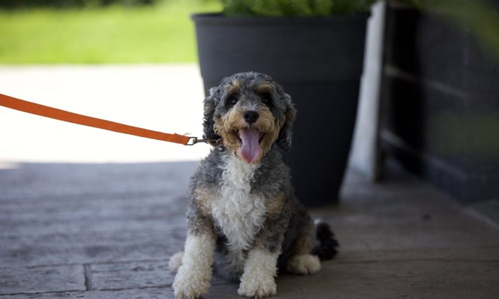 micro bernedoodle puppy for sale – Macy, photo 3
