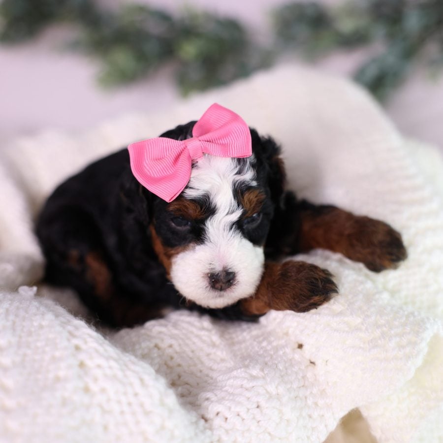 micro bernedoodle puppy for sale near me