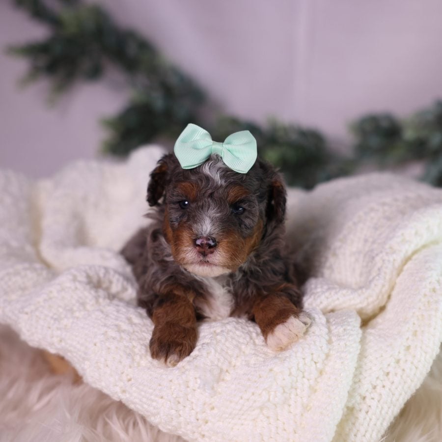 micro bernedoodle puppy for sale near me