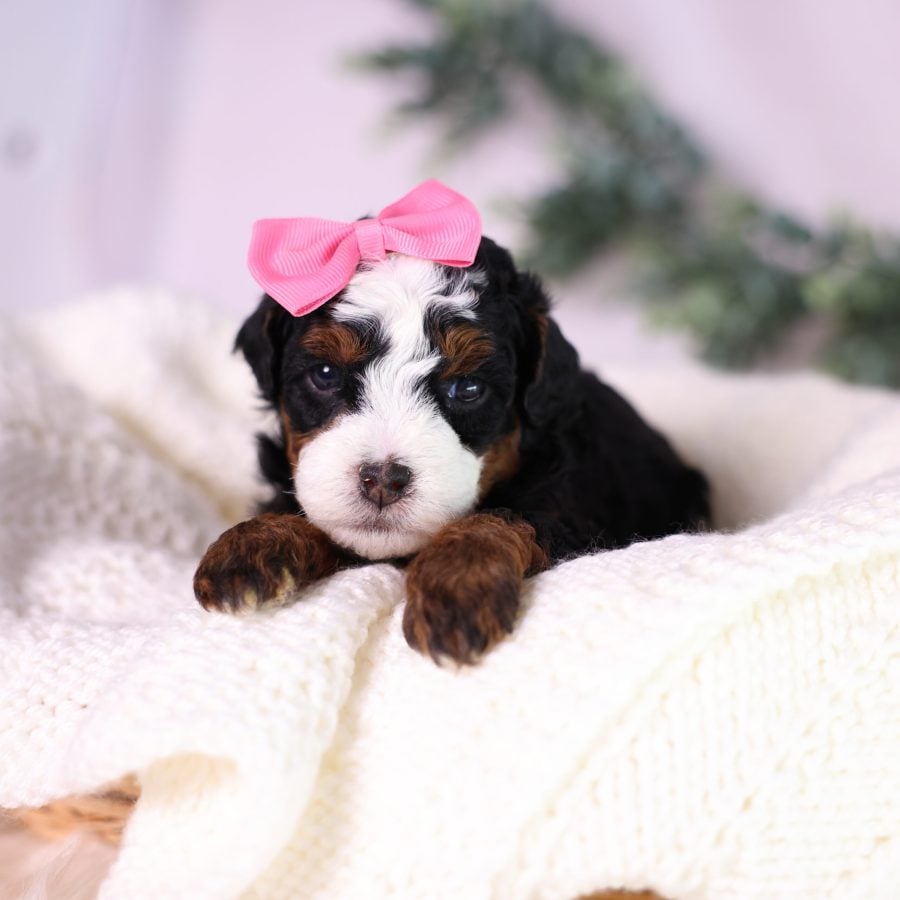 micro bernedoodle puppy for sale pa