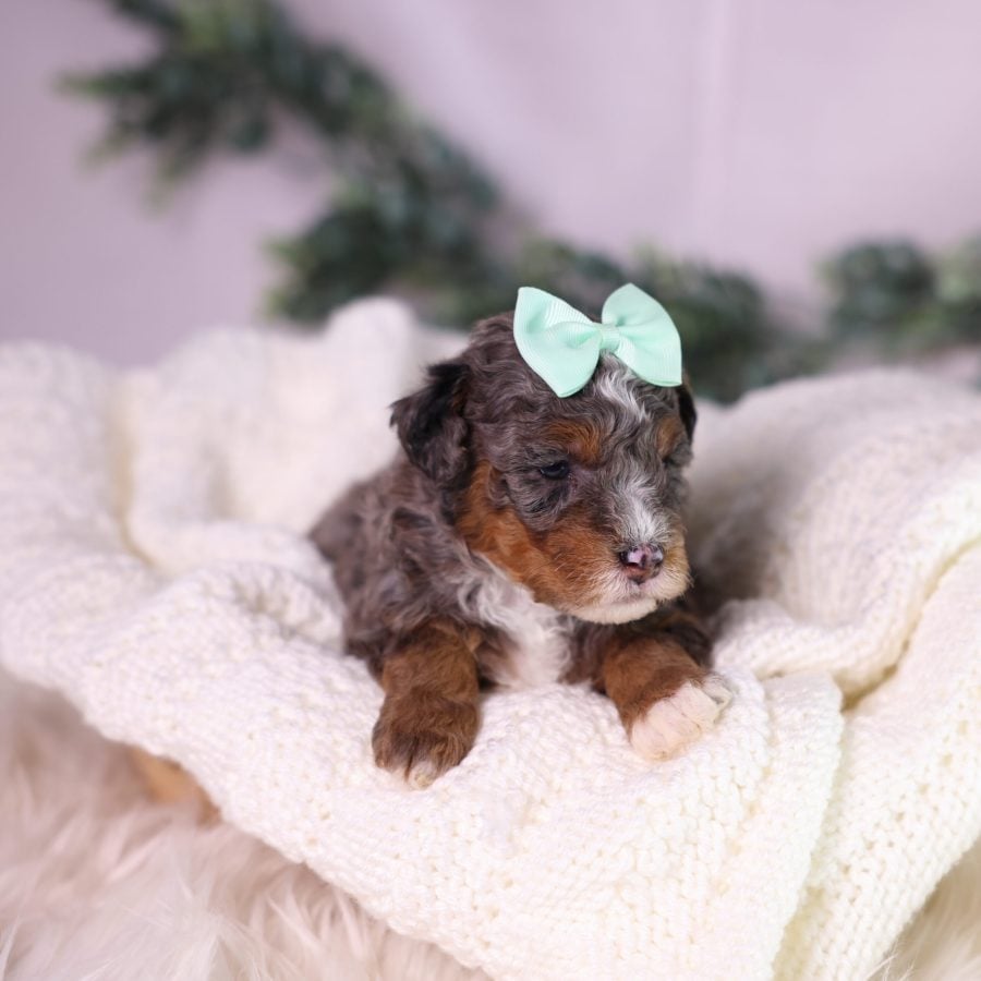 micro bernedoodle puppy for sale pa