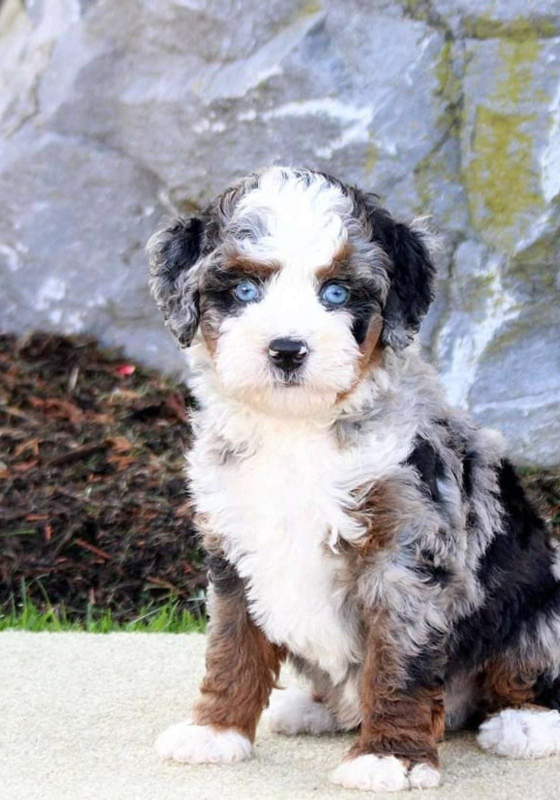 micro bernedoodle puppy for sale – Whisper