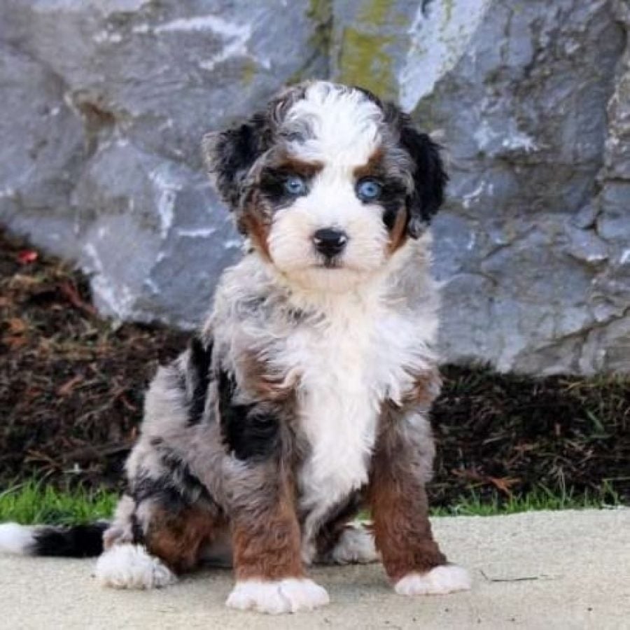 micro bernedoodle puppy for sale – Whisper, photo 2