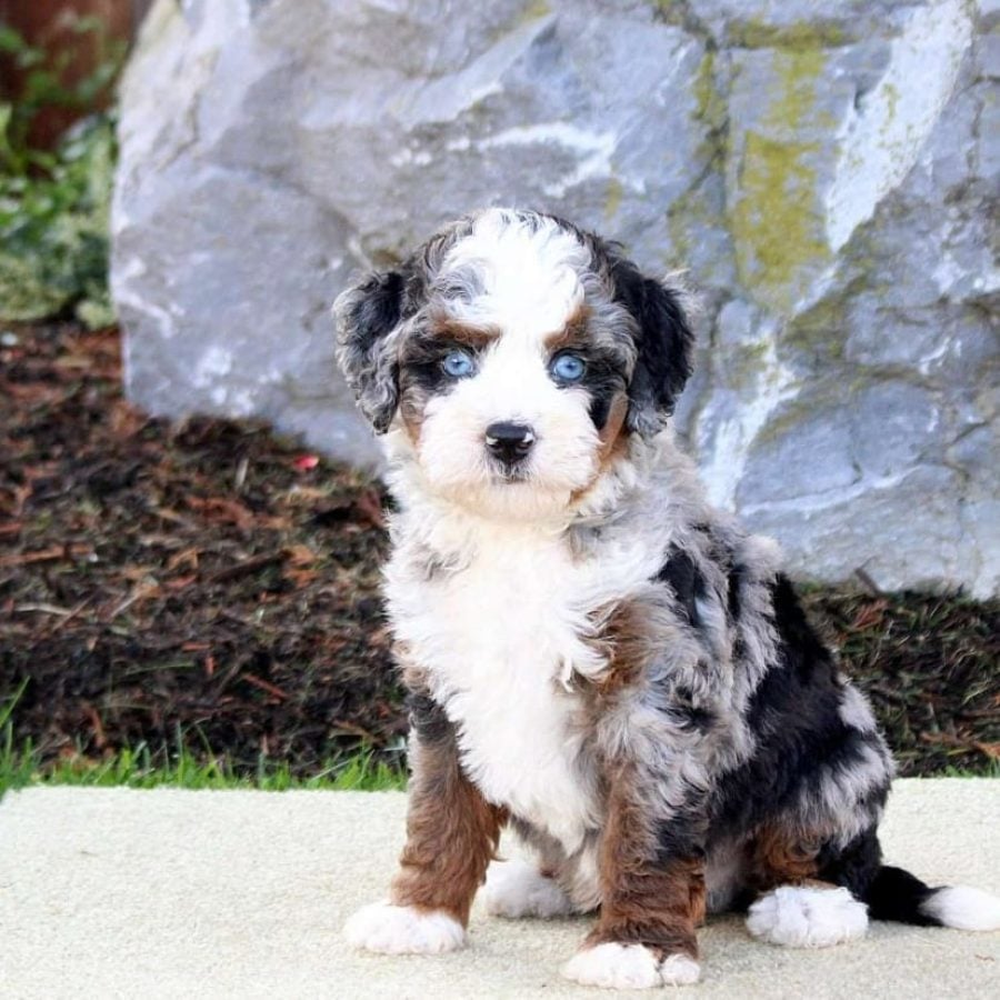 micro bernedoodle puppy for sale – Whisper, photo 3