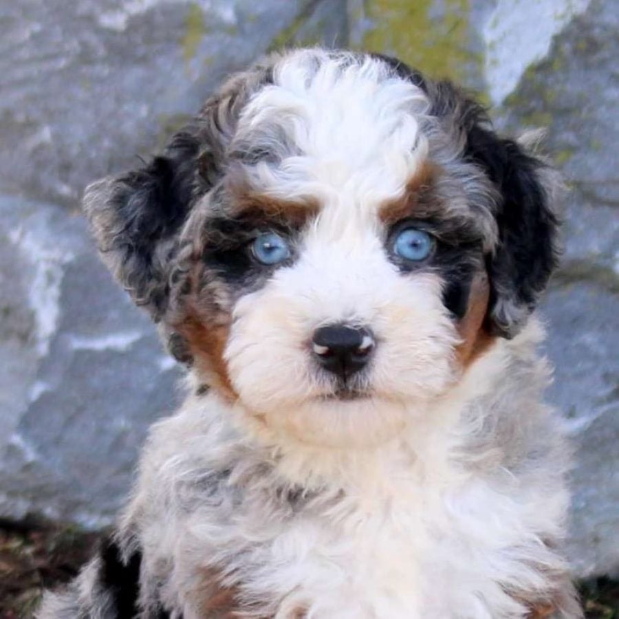 micro bernedoodle puppy for sale – Whisper, photo 4