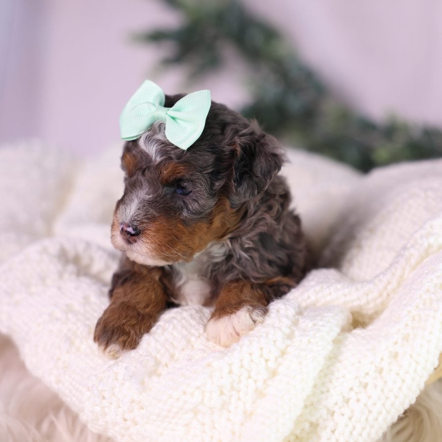 micro bernedoodle puppy near me