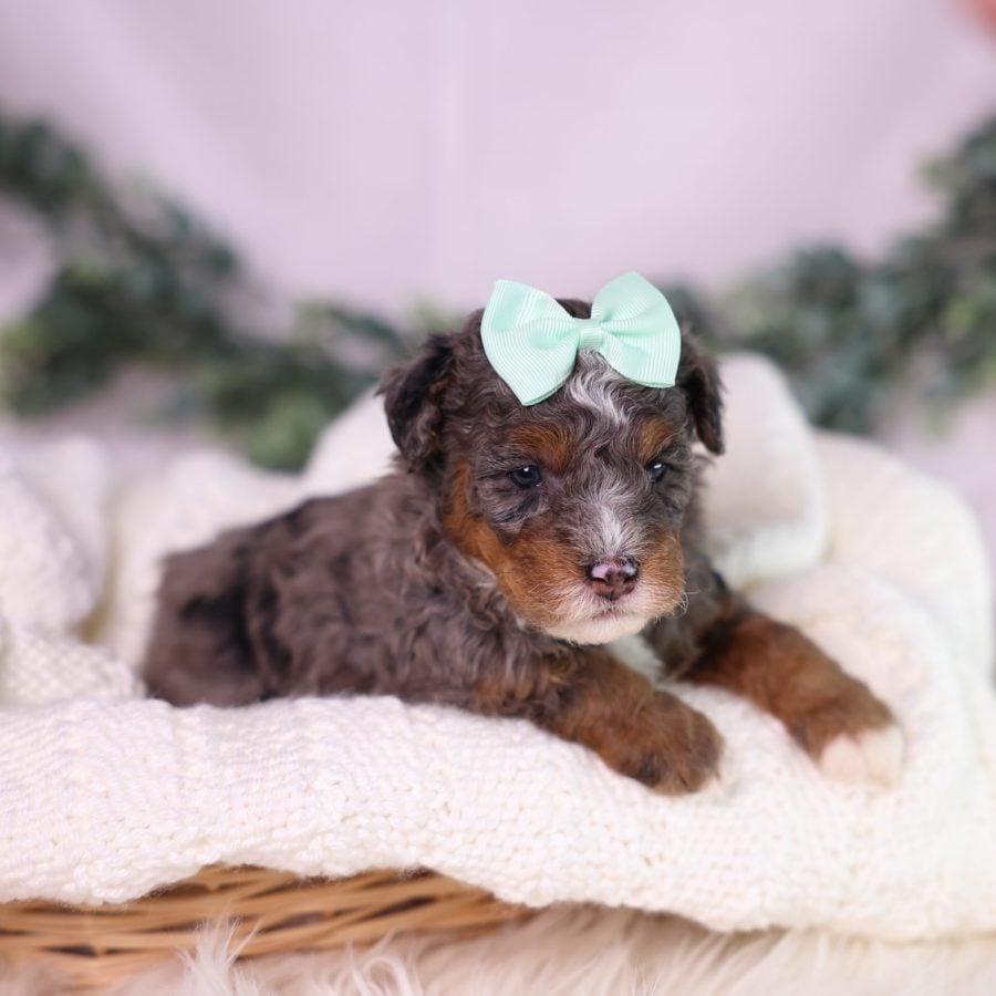 micro bernedoodle puppy pa