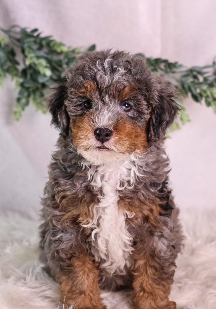 micro bernedoodle puppy pa