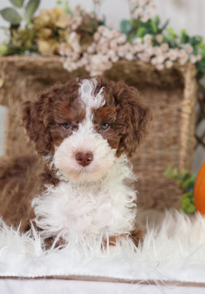micro bernedoodles