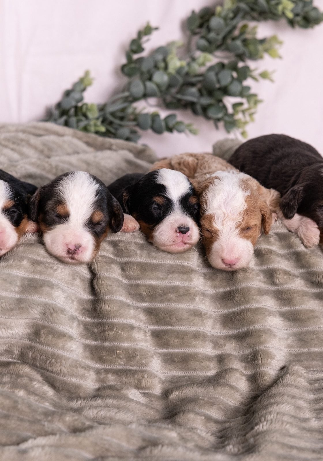 micro bernedoodles boys