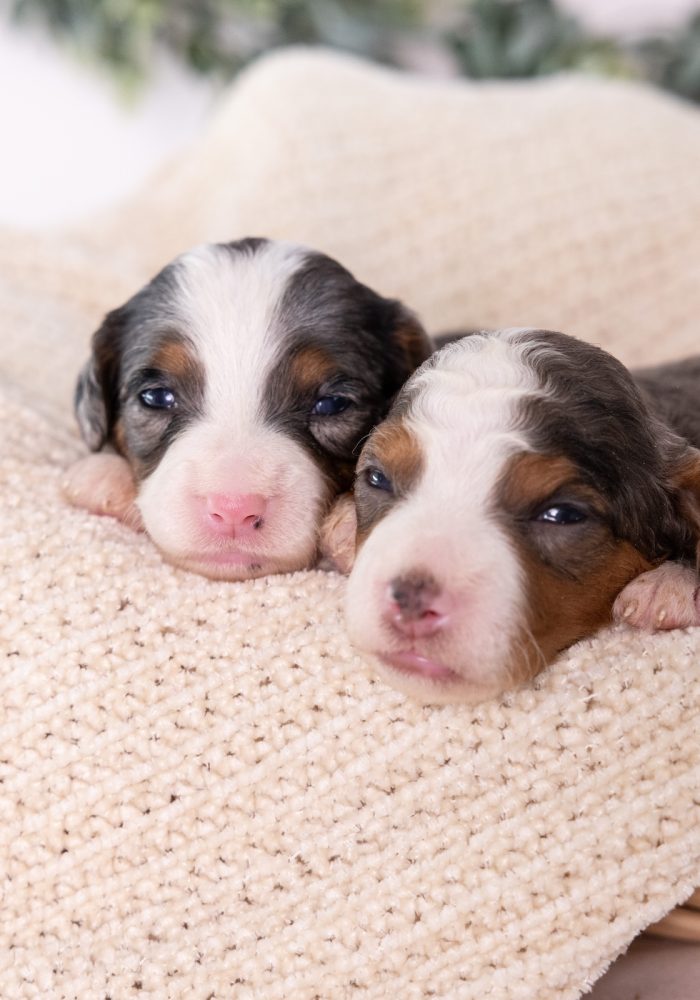 micro bernedoodles females