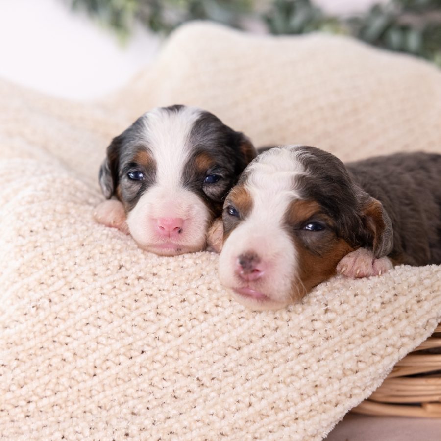 micro bernedoodles females