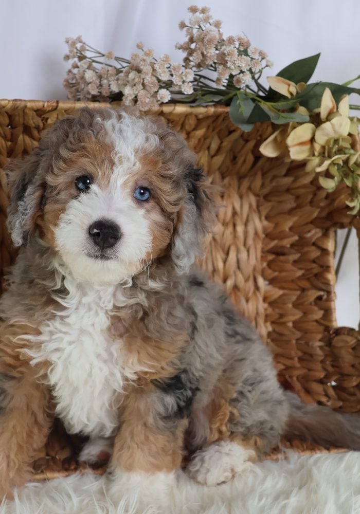 micro bernedoodles for sale micro bernedoodles for sale