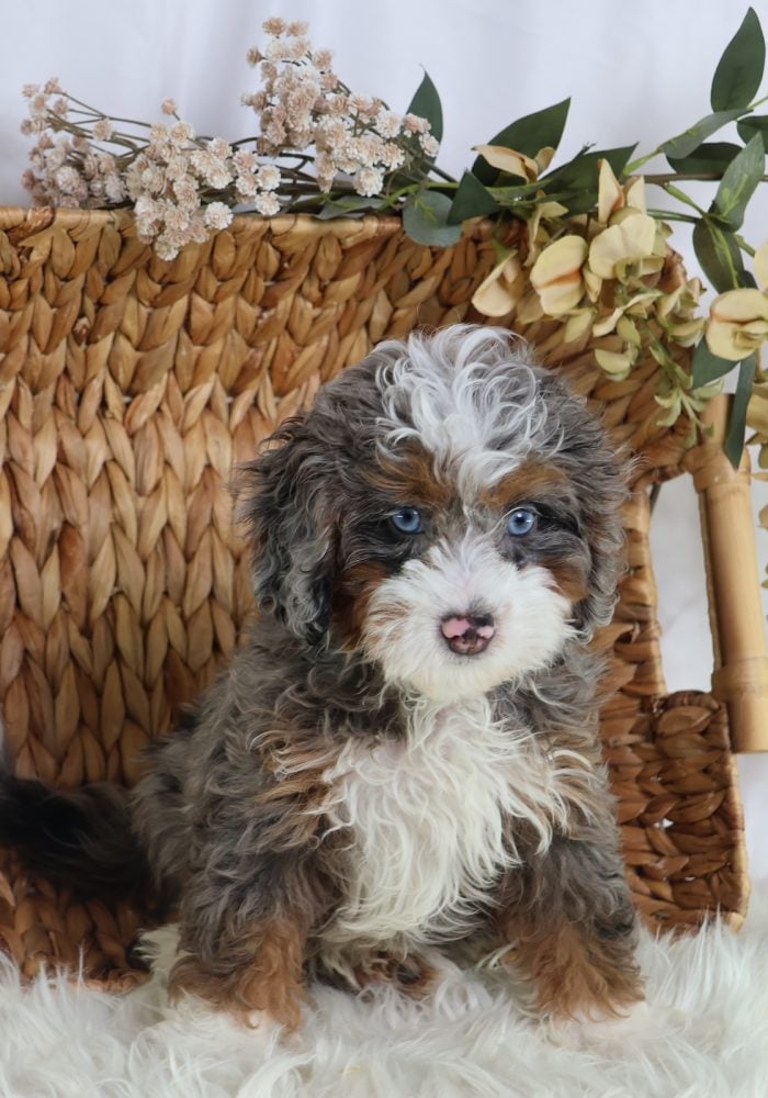 micro bernedoodles for sale