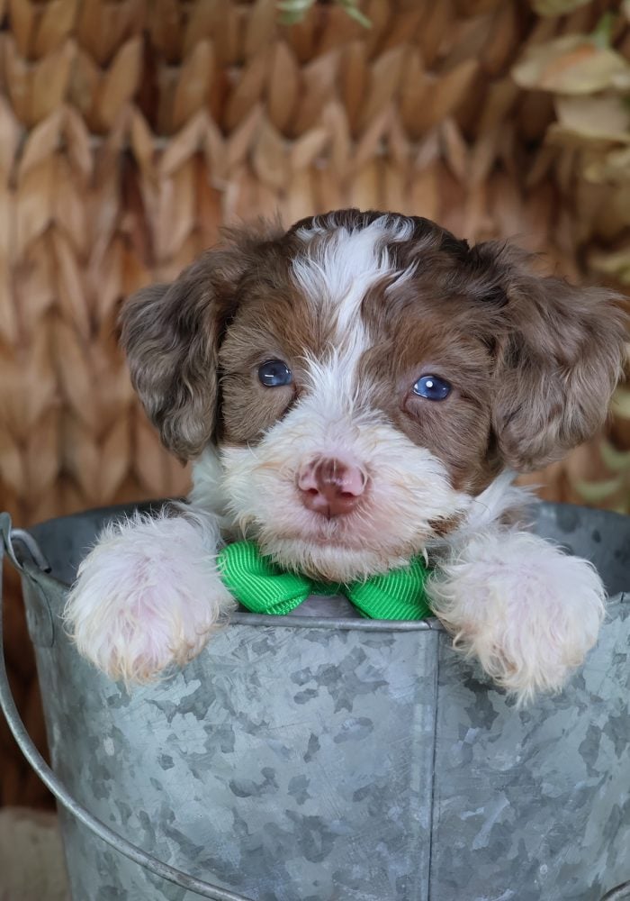 micro bernedoodles for sale micro bernedoodles for sale