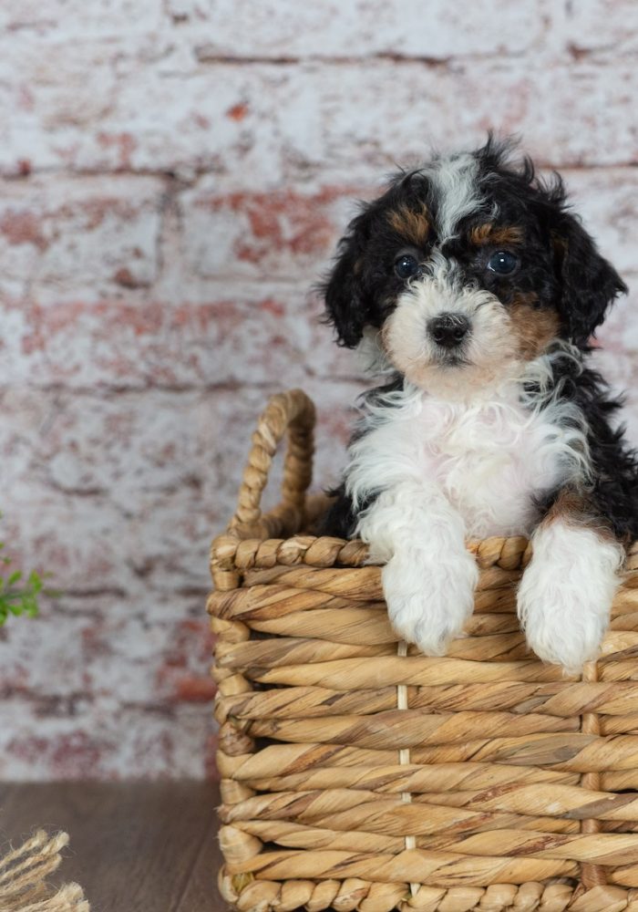 micro bernedoodles for sale