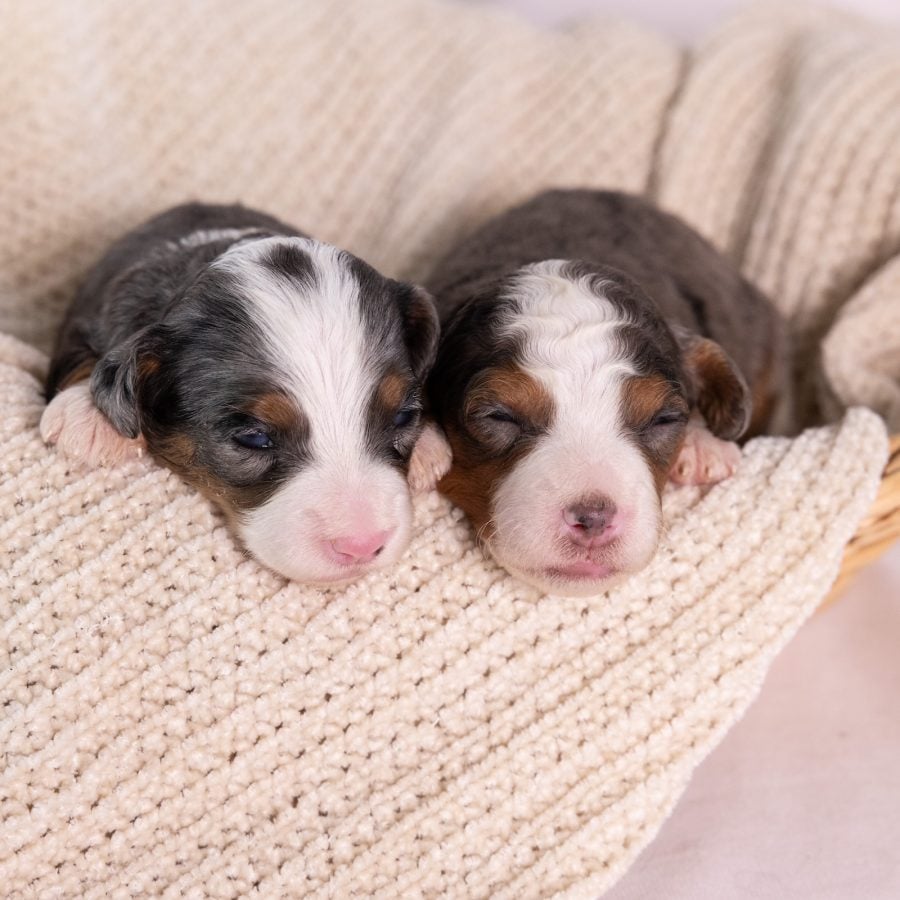 micro bernedoodles girls