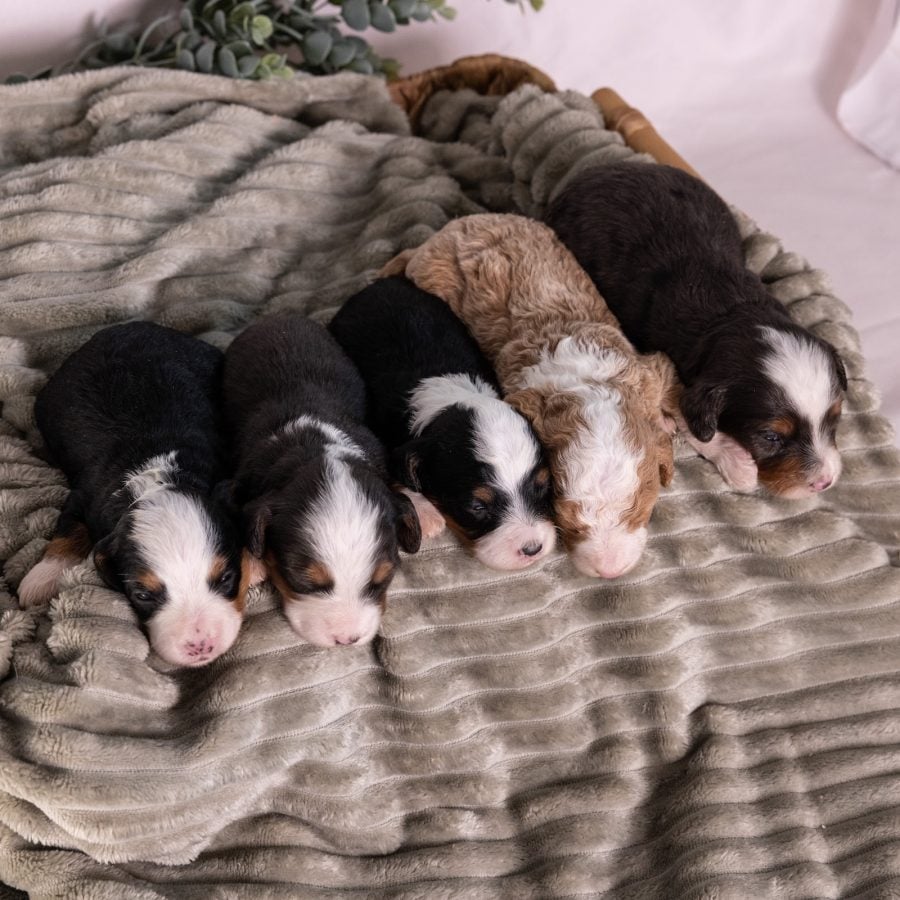 micro bernedoodles males