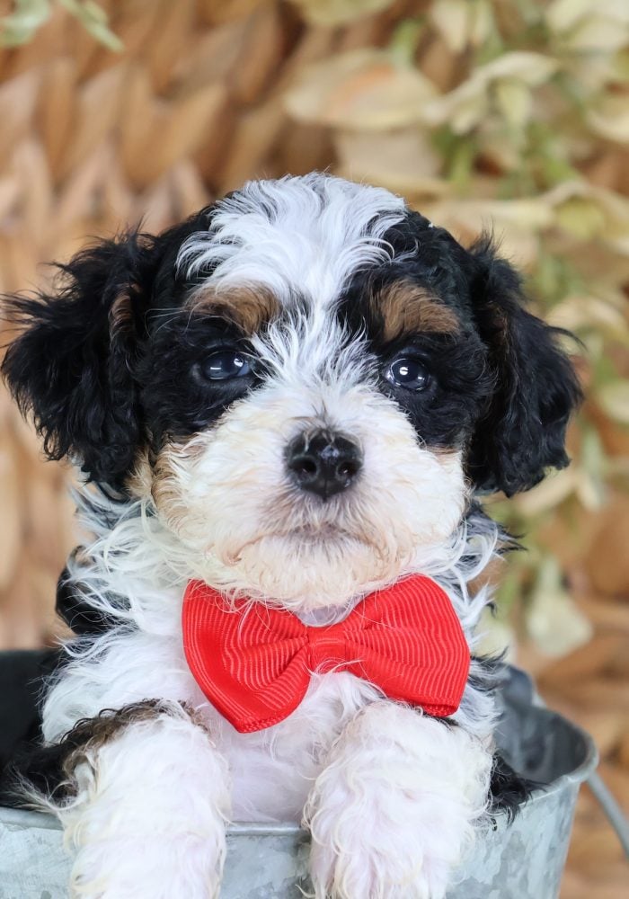 micro bernedoodles near me