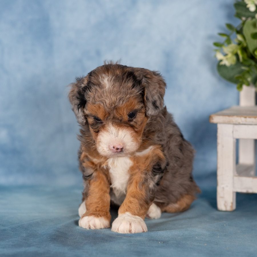 micro mini bernedoodle