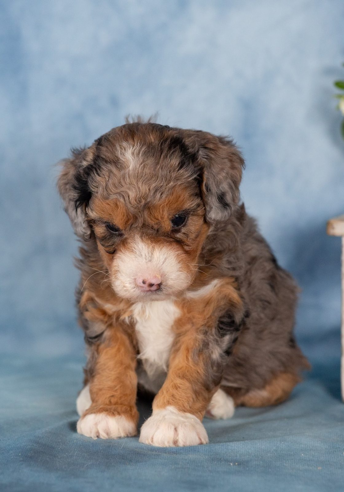 micro mini bernedoodle