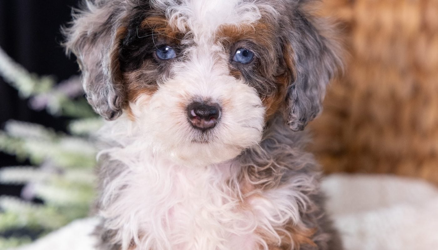 micro mini bernedoodle breeders